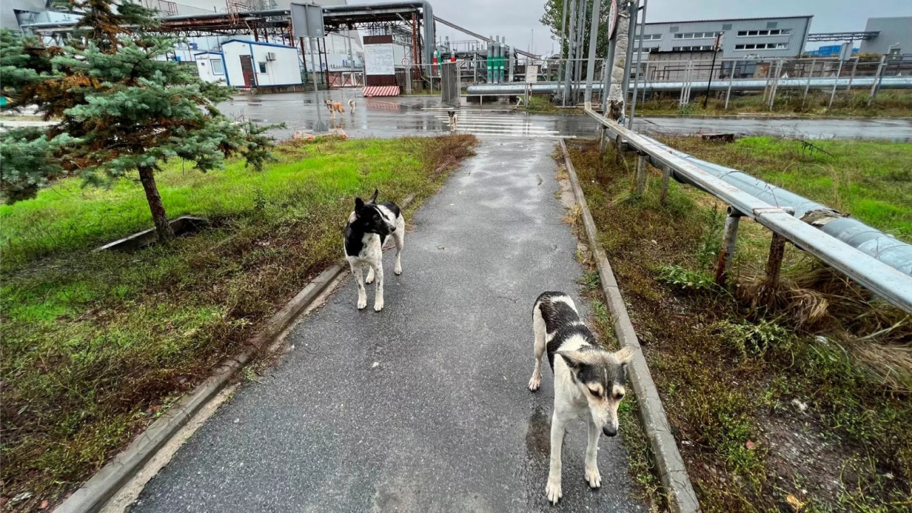 Perros de Chernóbil. Foto: Timothy Mousseau / AP