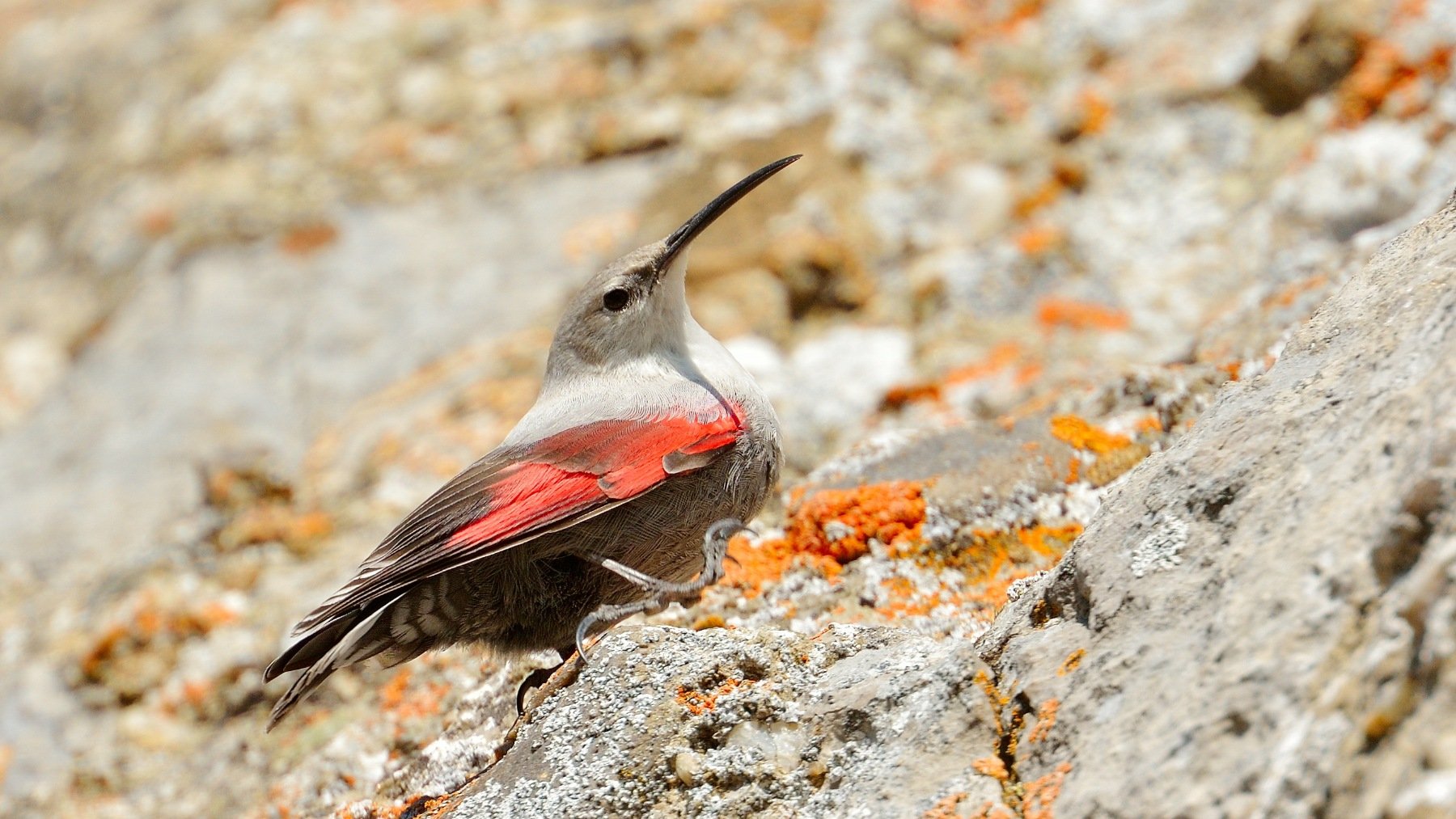 Treparriscos (Tichodroma muraria) (Foto: Aabeele)