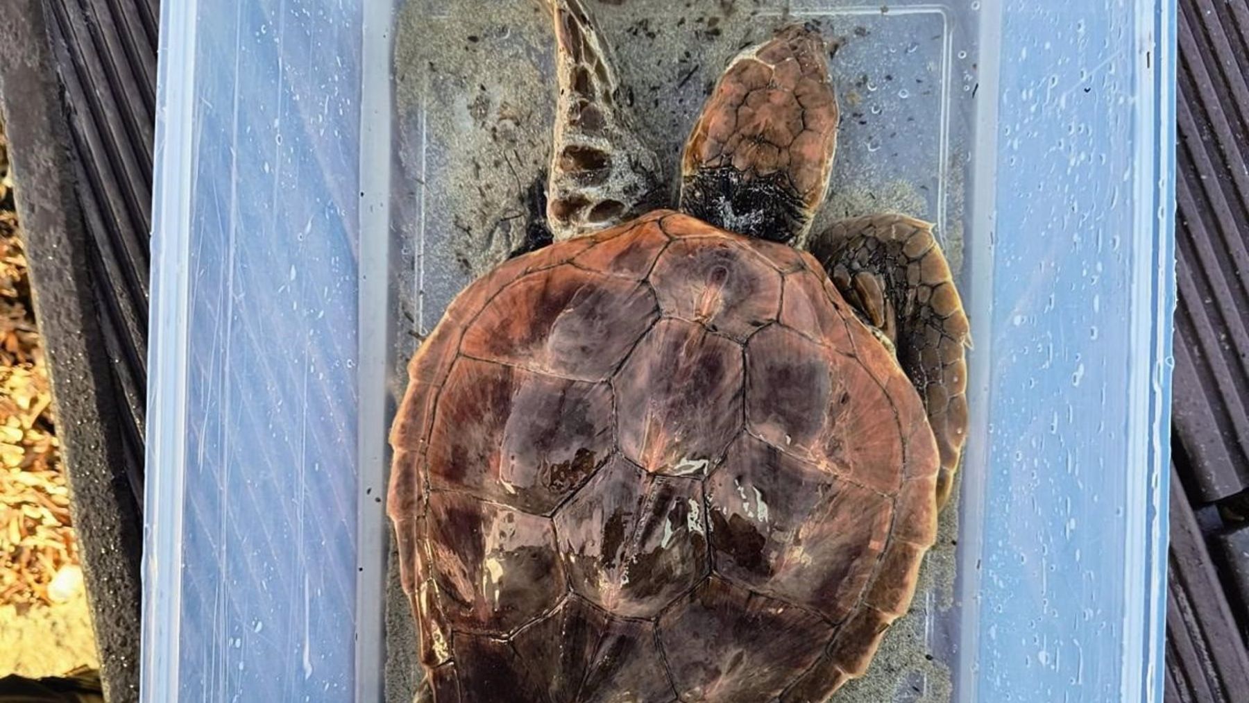 El ejemplar de tortuga boba herido que ha sido rescatado este miércoles en el Caló des Moro.