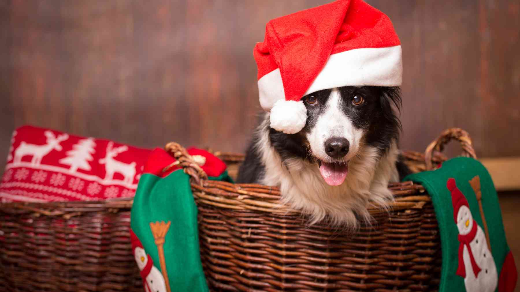 Perro con adornos navideños.