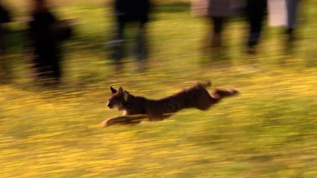 Lince ibérico a la carrera