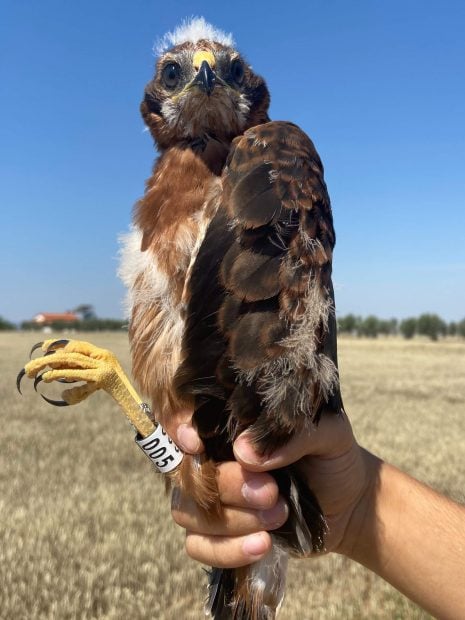 Pollo de aguilucho cenizo anillado en Badajoz