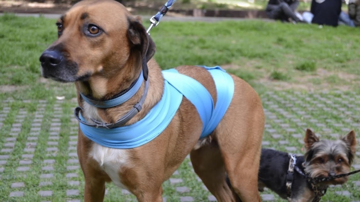 Perro con banda antiestrés basado en el método Tellington