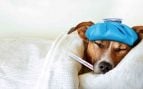 Resfriado en el perro
