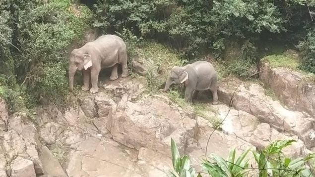 Española Tailandia elefante