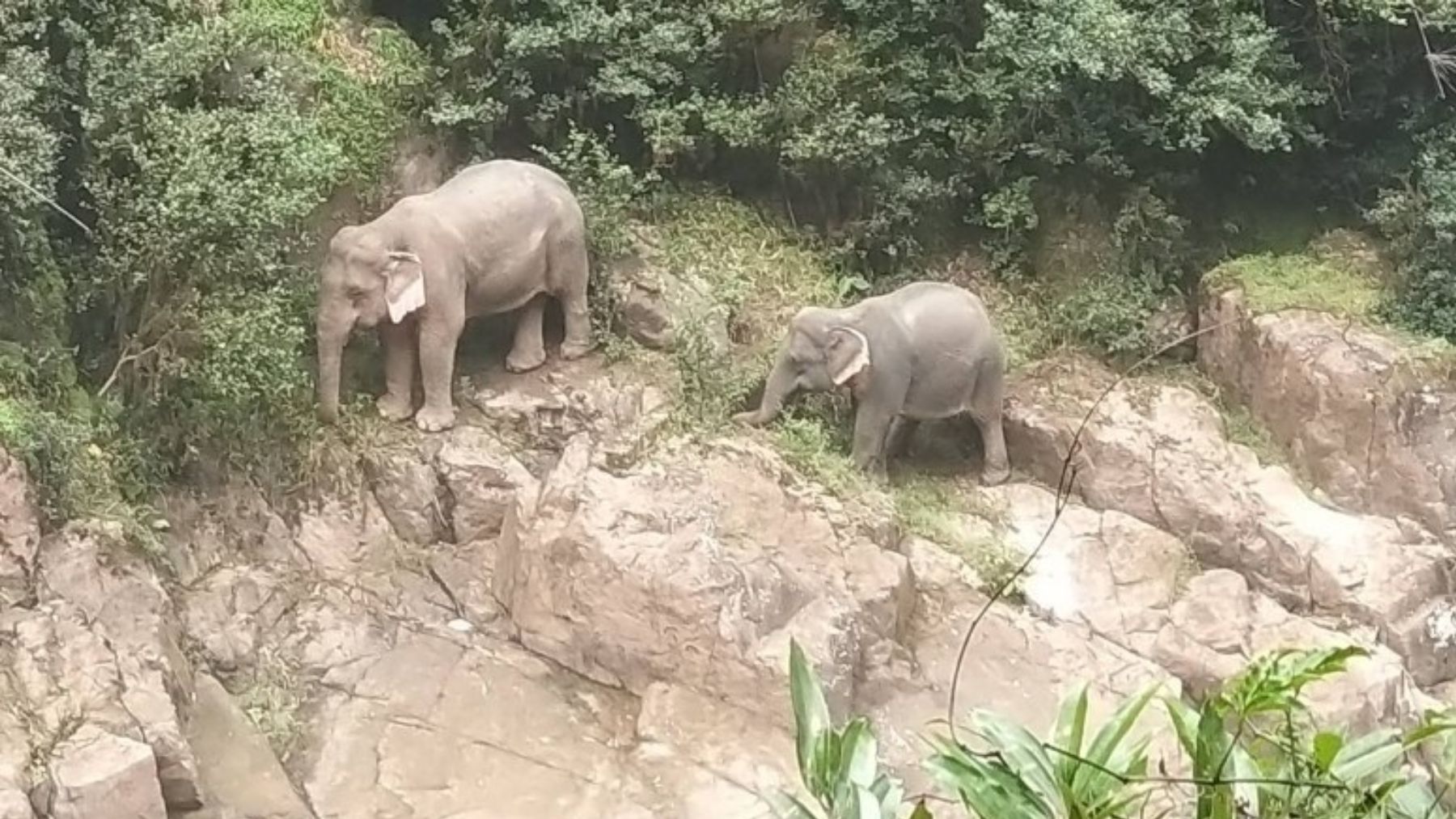 Dos elefantes en el Parque Nacional de Khao Yai, en Tailandia. (Foto: Ep)