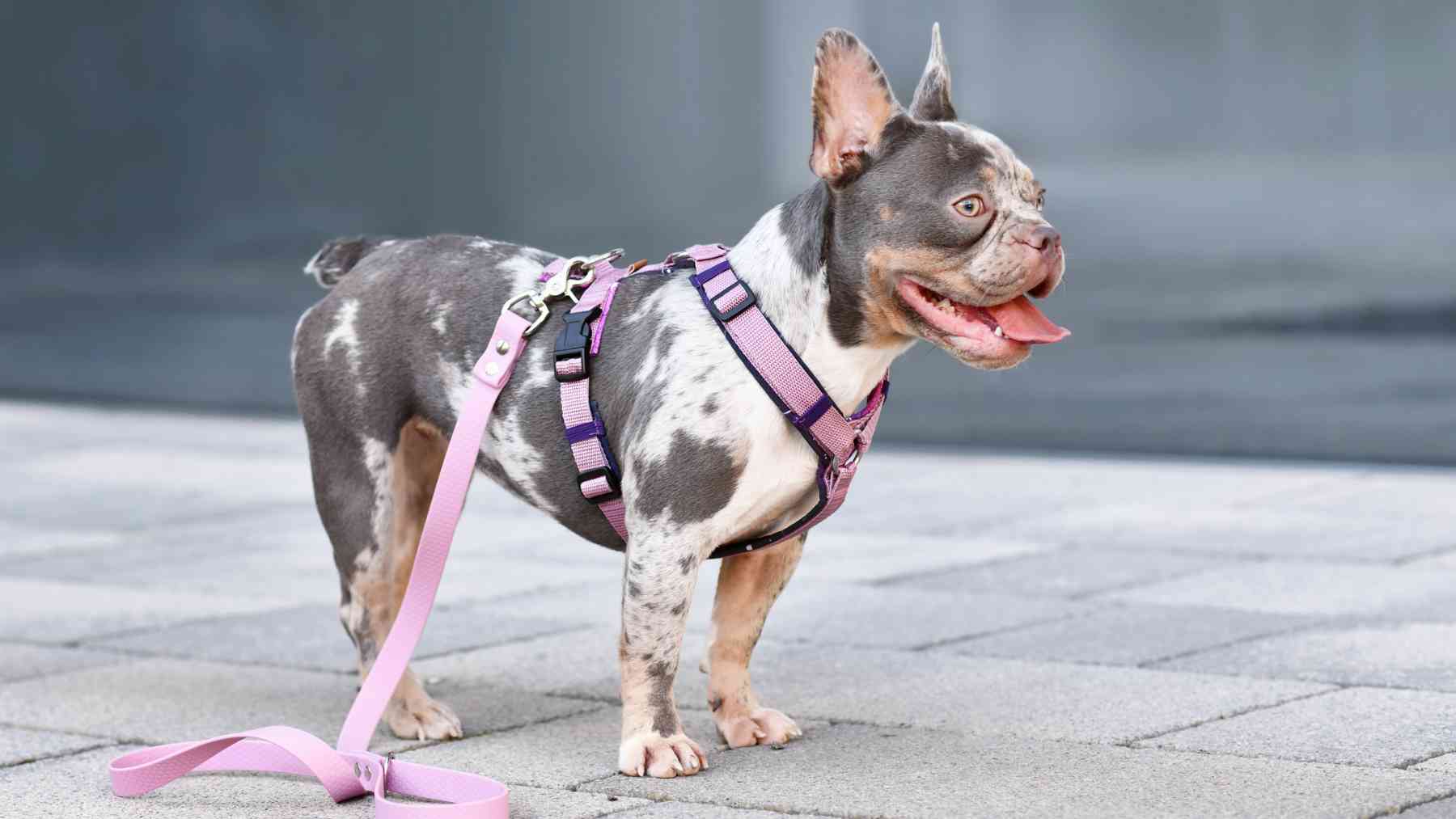 Un perro con arnés.