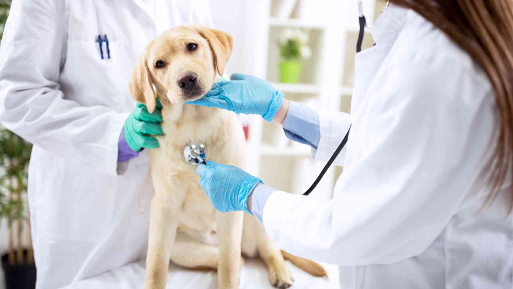 Un perro en el veterinario.