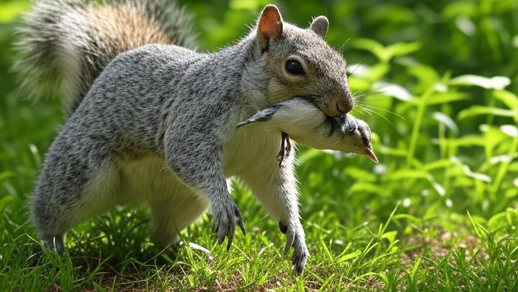 Ardilla comiéndose un pájaro. Foto: ilustración propia.