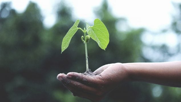 plantar árboles, raíz, brote, planta