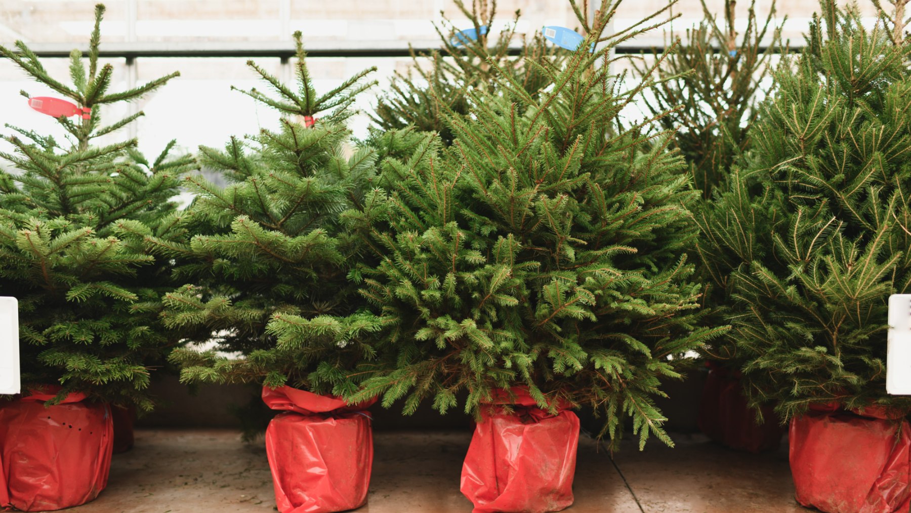 árbol Navidad natural