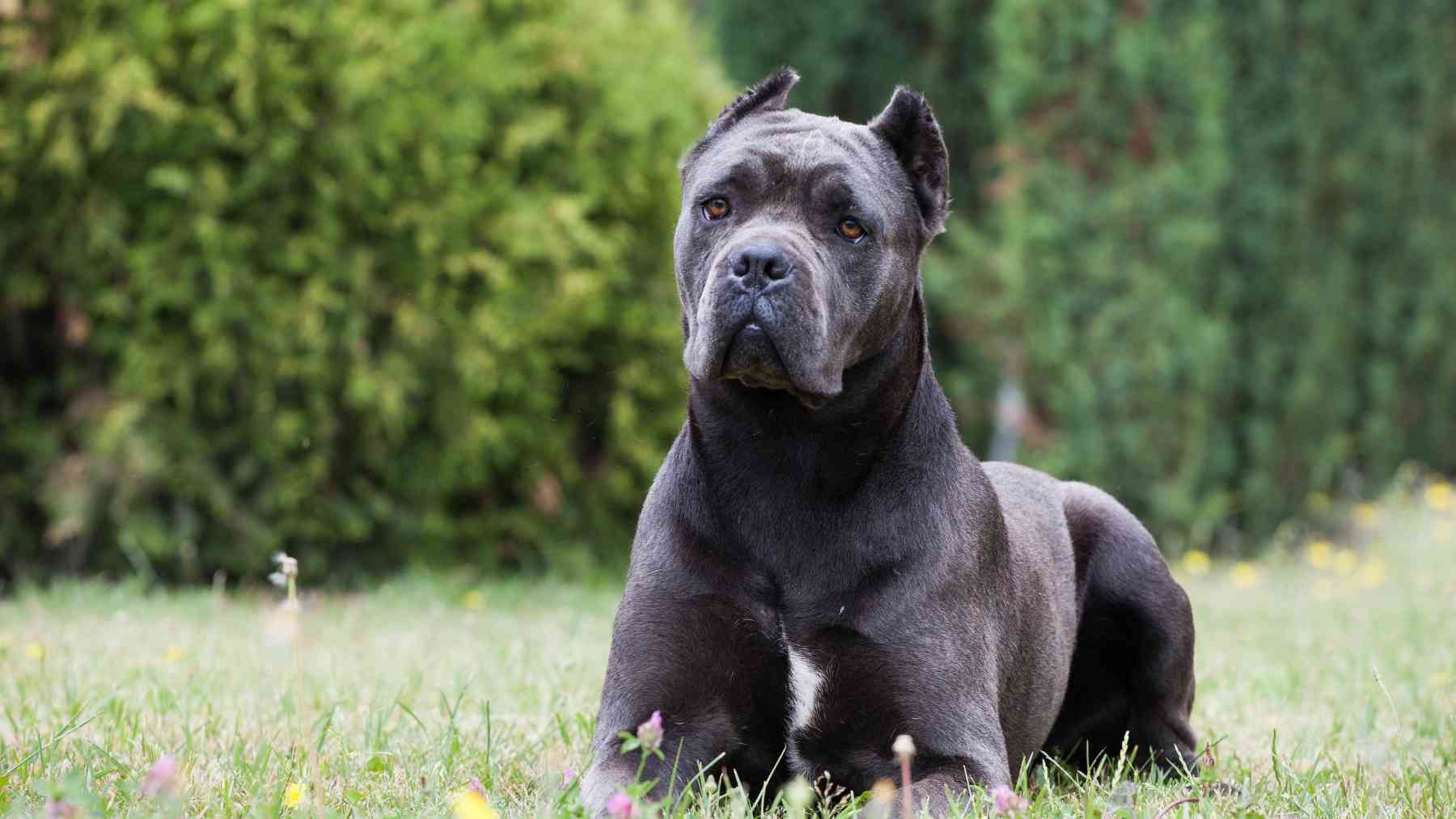 Cane Corso.