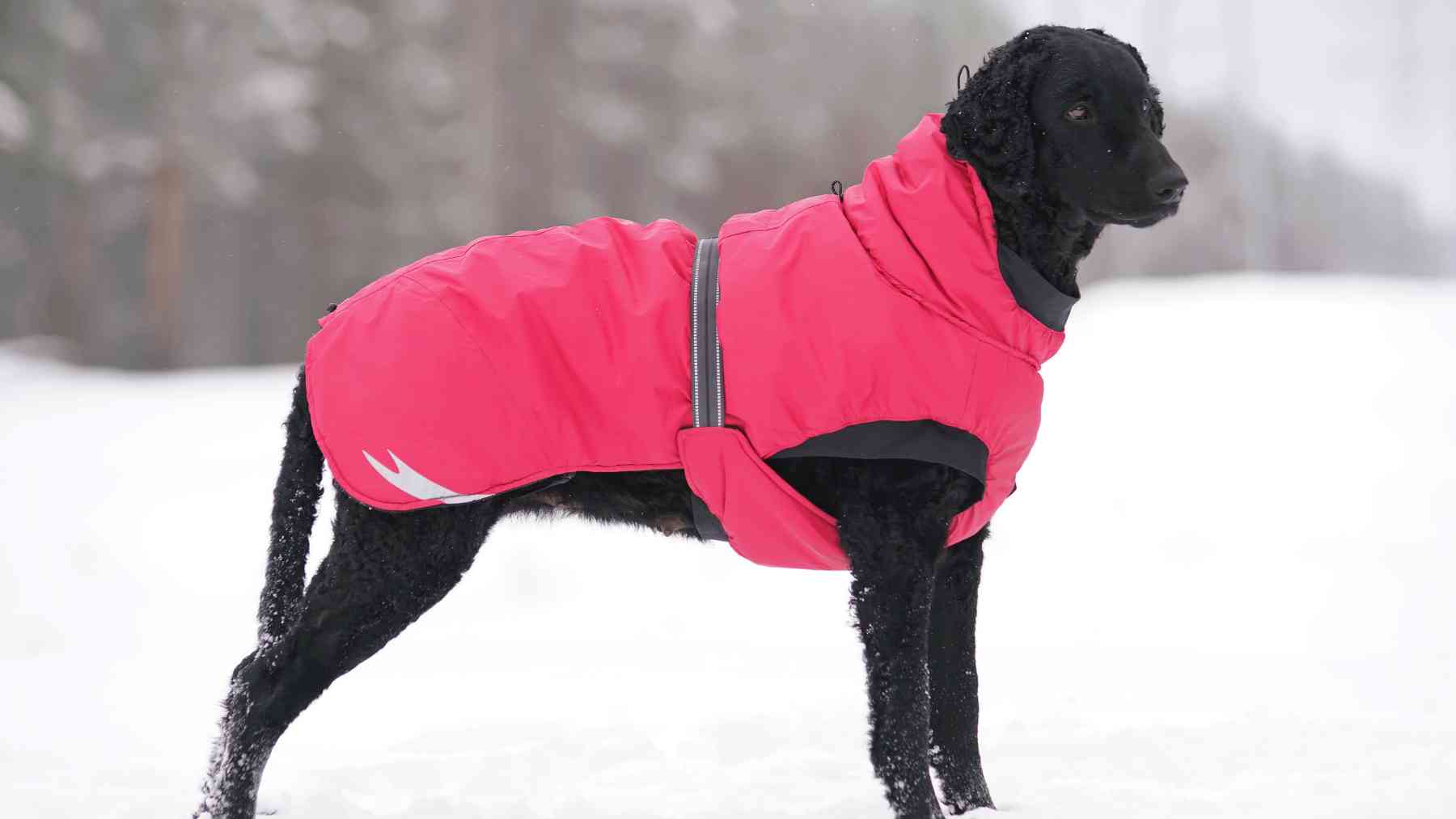 Un perro con abrigo en la nieve.