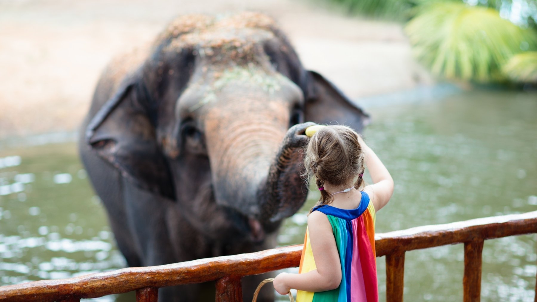 Una niña da de comer un elefante en un zoo