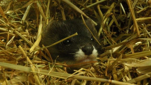 Visón europeo, mamífero, animales, curiosidades