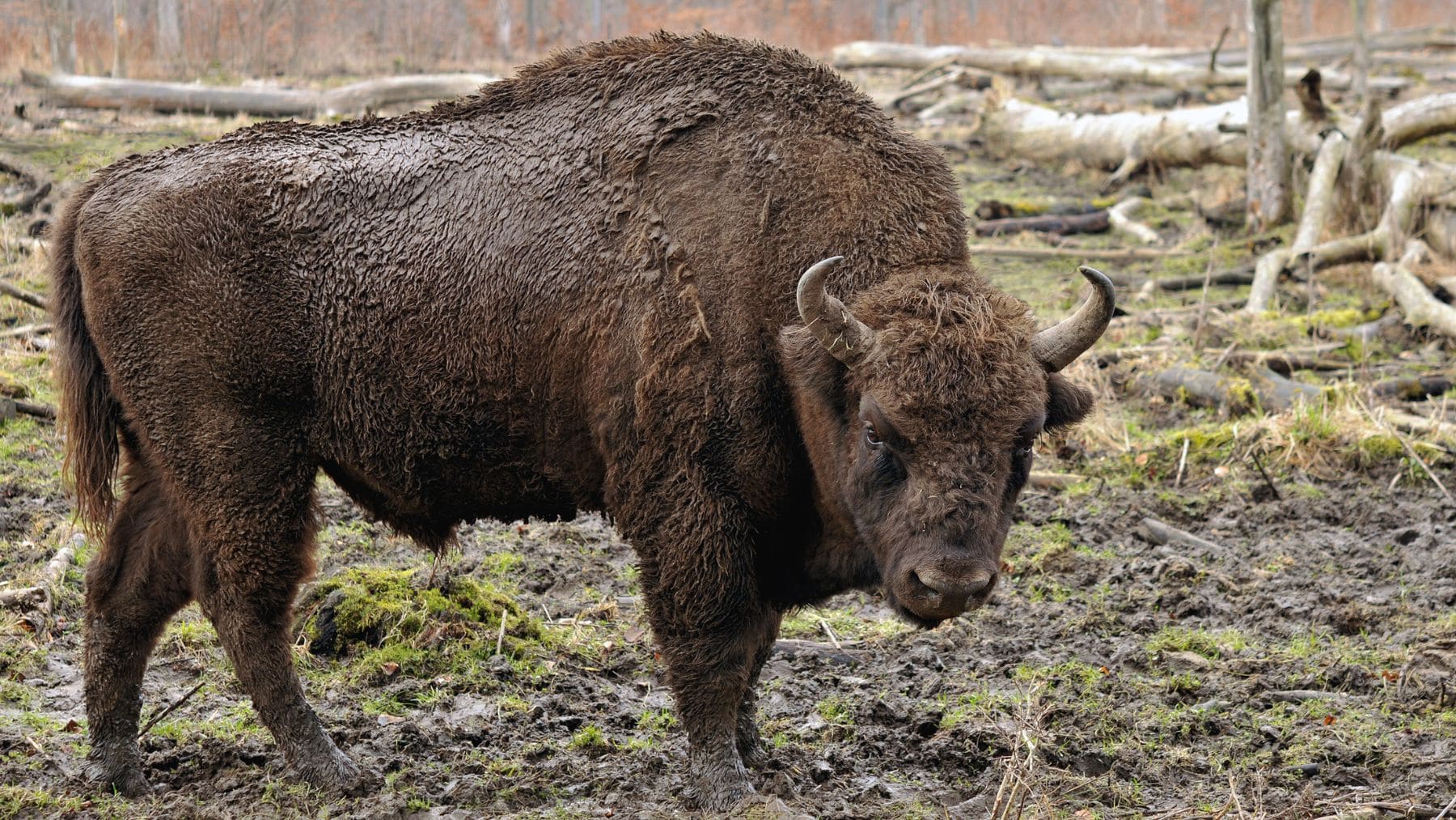 Bisonte europeo, mamífero, animal