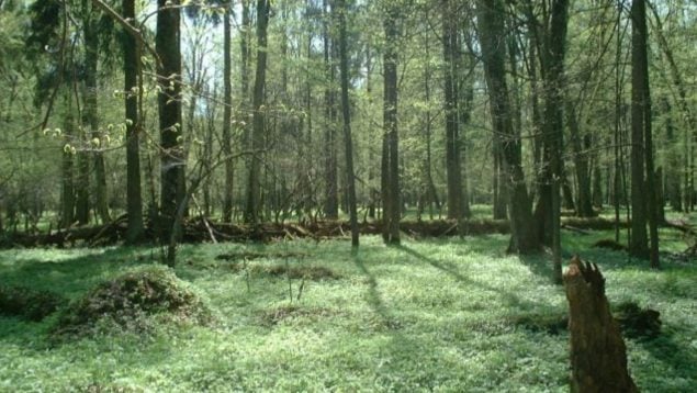 Bosque, animal, bisonte europeo