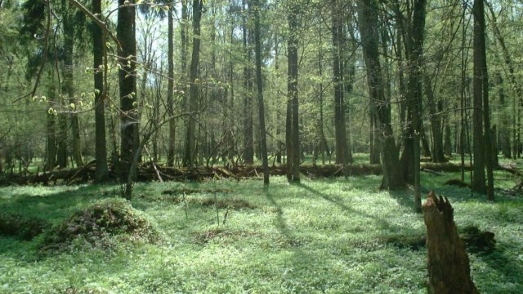 Un bosque poblado por las plantas típicas del hábitat natural del bisonte europeo. Foto: Wikimedia Commons