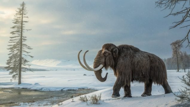 Mamut, descubrimientos, historia