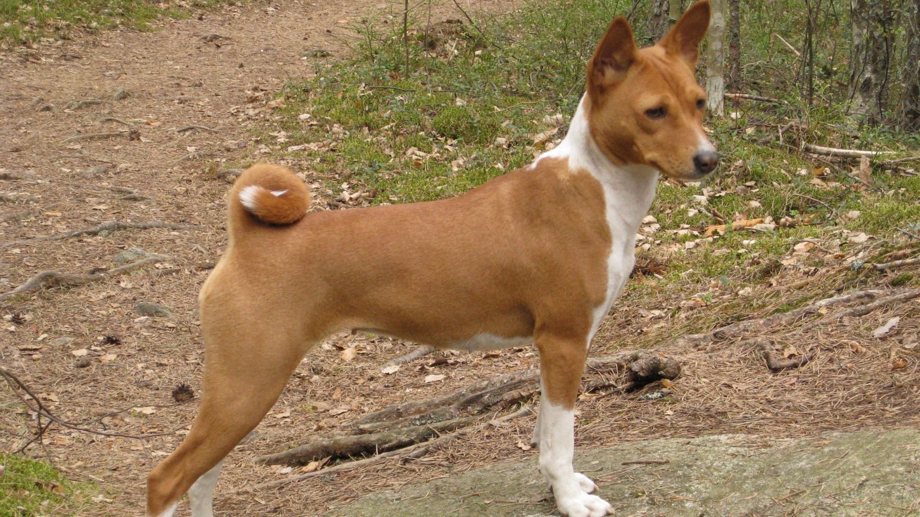 Basenji. Foto: Flickr / Niko Herlin