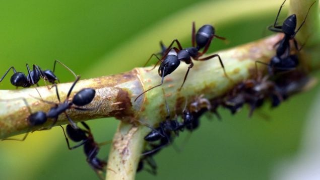 Descubrimiento científico, niño deja sin palabras a los científicos, descubrimiento de la ciencia sobre comportamiento animal, hormigas, curiosidades de las hormigas, descubrimiento científico comportamiento animal.