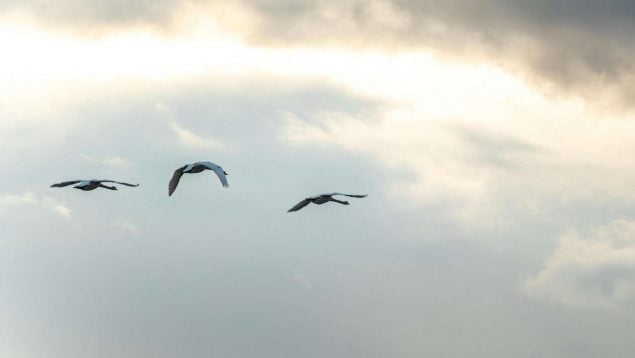 Migraciones de aves