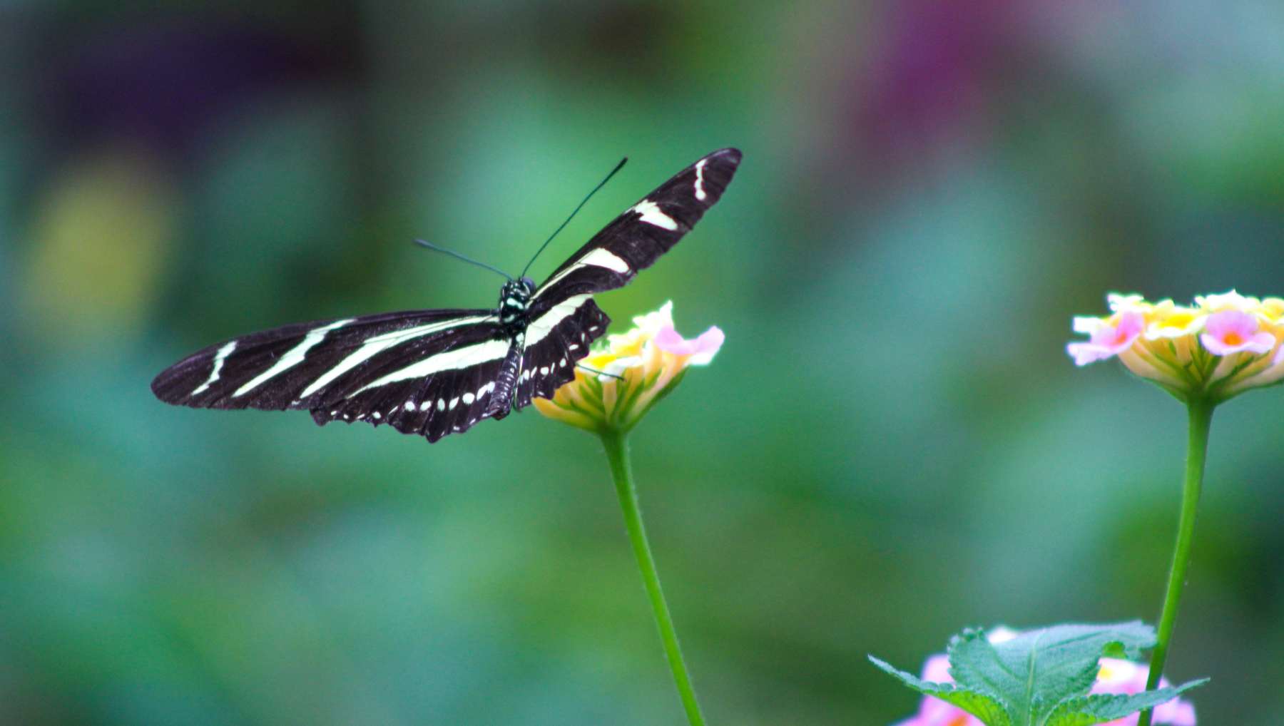 Mariposa poliniza.