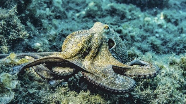 pulpo, hielo antártico, animales