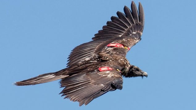 este animal ha paralizado dos parques eólicos en el País Vasco, problemas de la energía eólica, medioambiente y energía eólica, animales y energía eólica, problemas de las aves con la energía eólica, quebrantahuesos y País Vasco.