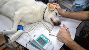 Un perro Perro en el veterinario