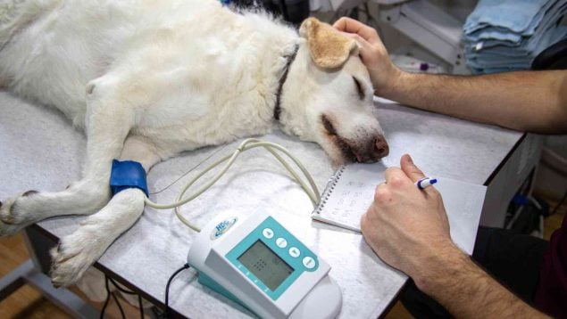 Un perro Perro en el veterinario