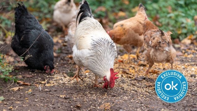 Macrogranja gallinas Sineu