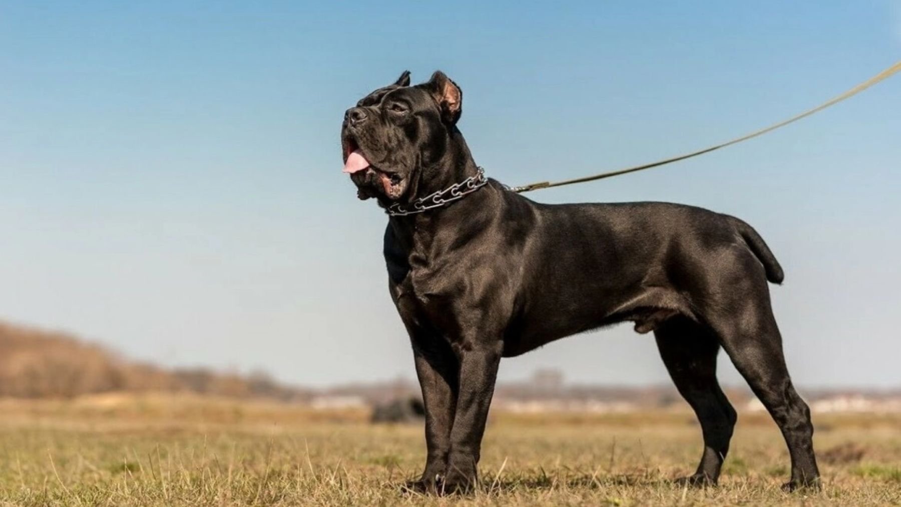 Cane corso. Foto: Zooexperte