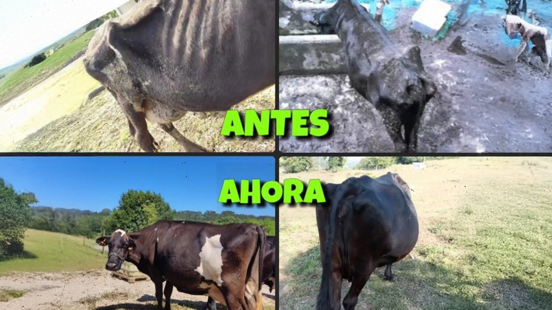 Comparativa de las vacas antes y después del rescate (Foto: Refugio animal La Manada Cántabra)