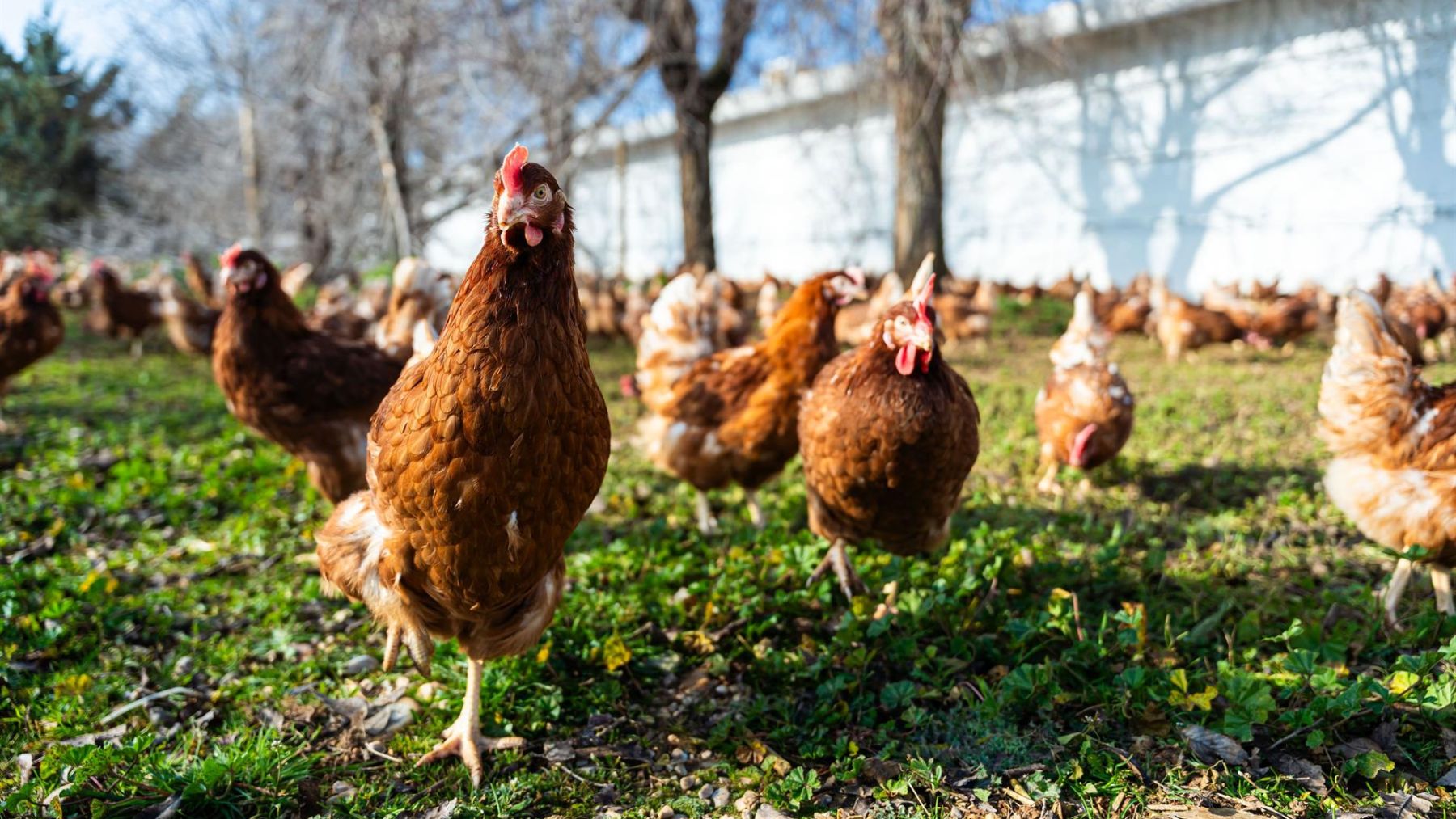 Una granja de gallinas.