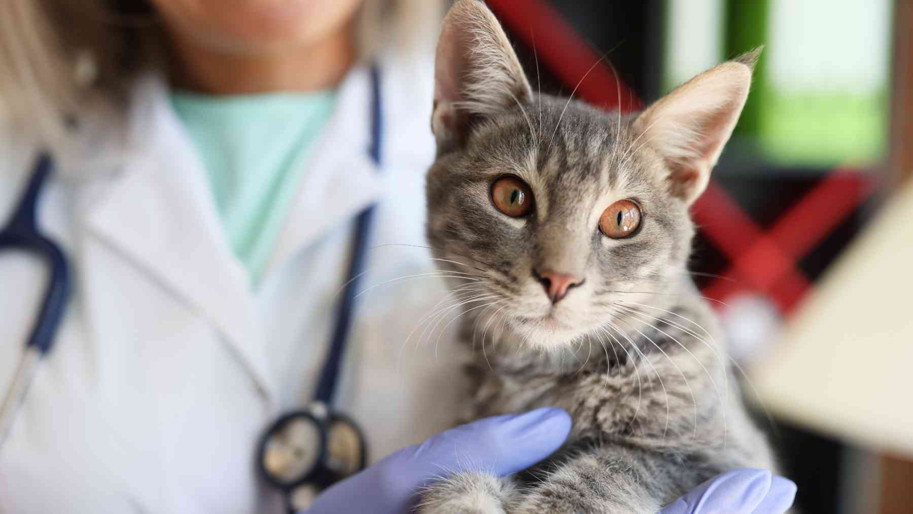 Un gato en el veterinario.