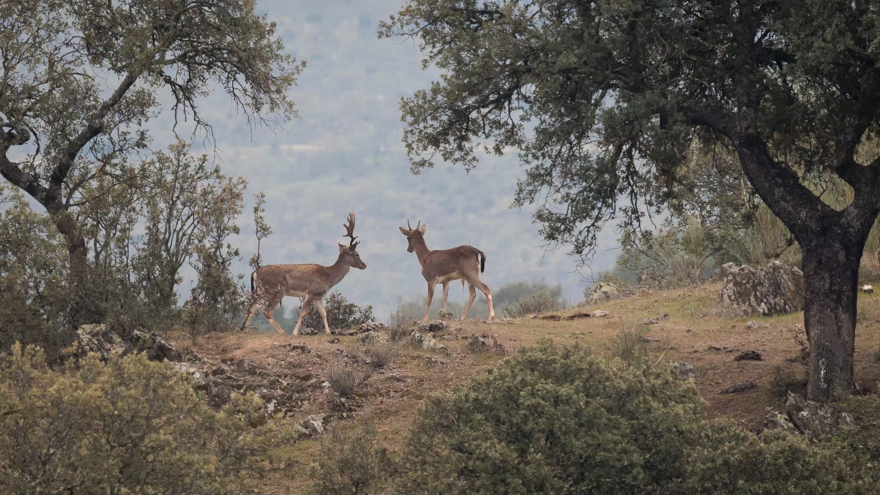 Parque Nacional Cabañeros