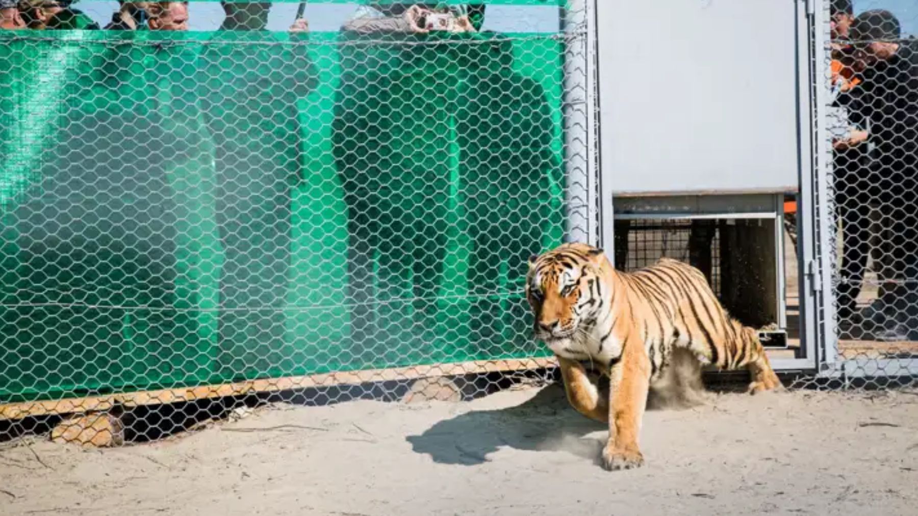 Tigres, animales, mamíferos