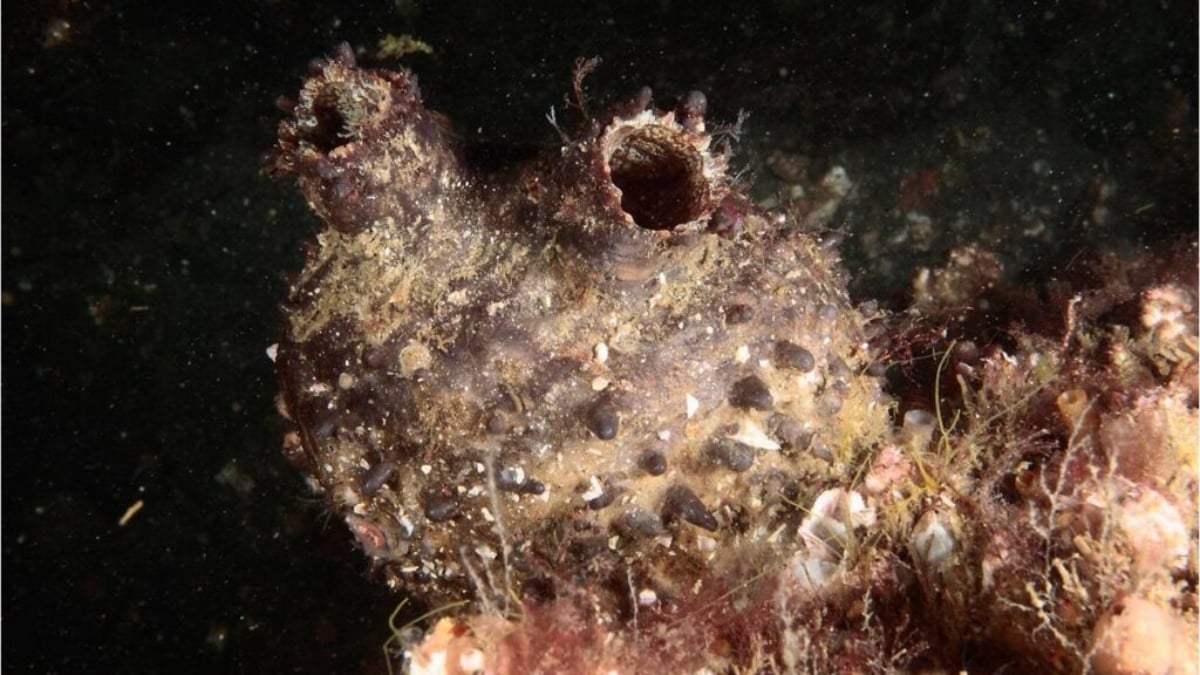 Imagen del cebo rojo (Pyura herdmani) detectado en las aguas de Galicia. (Foto: IEO)