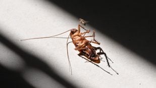 especia cucaracha
