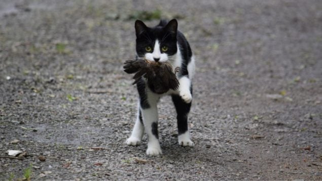 Gatos, animales, curiosidades, mascotas