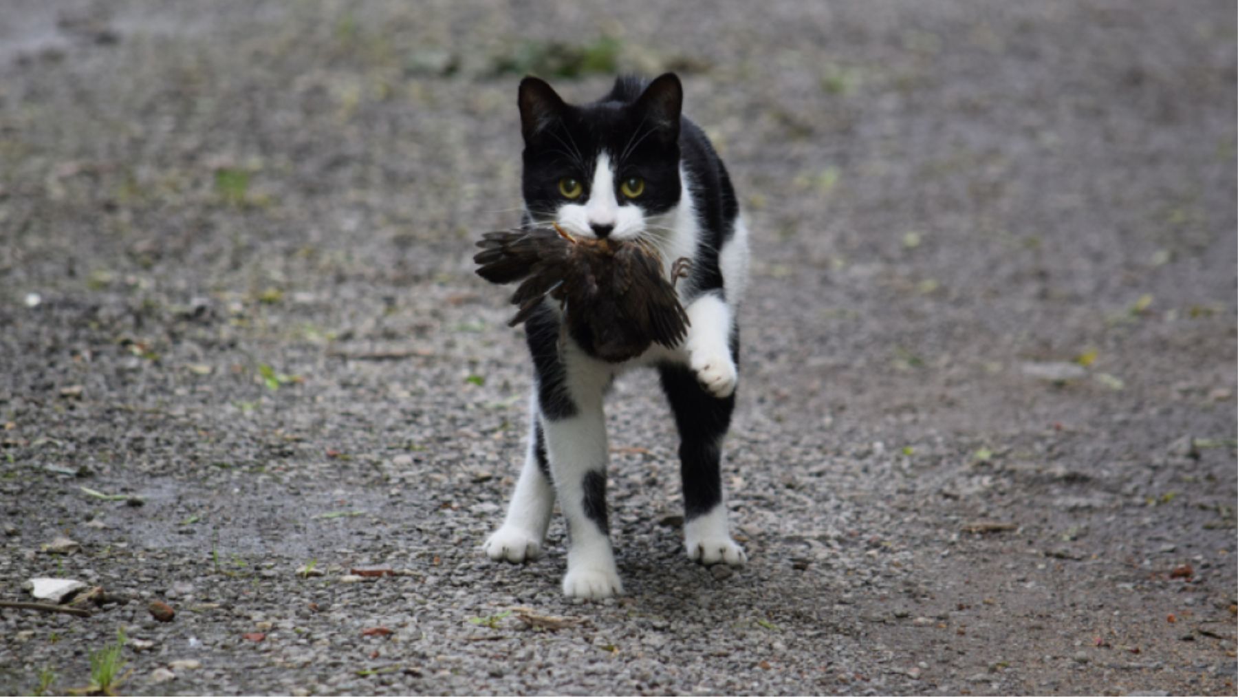 Un gato transportando un animal muerto. Foto: iStock