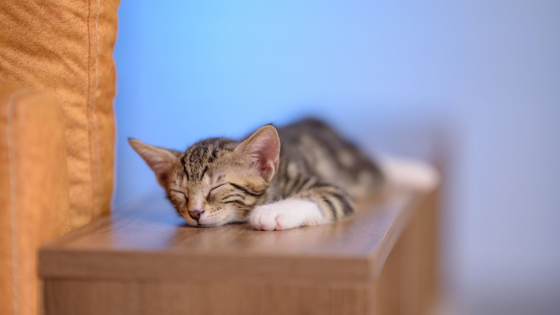 Un gato durmiendo. Foto: Freepik