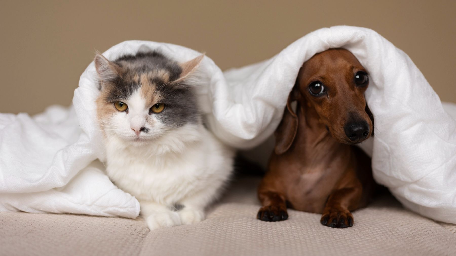 Un gato y un perro. Foto: Freepik