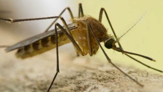 virus Sindbis mosquito