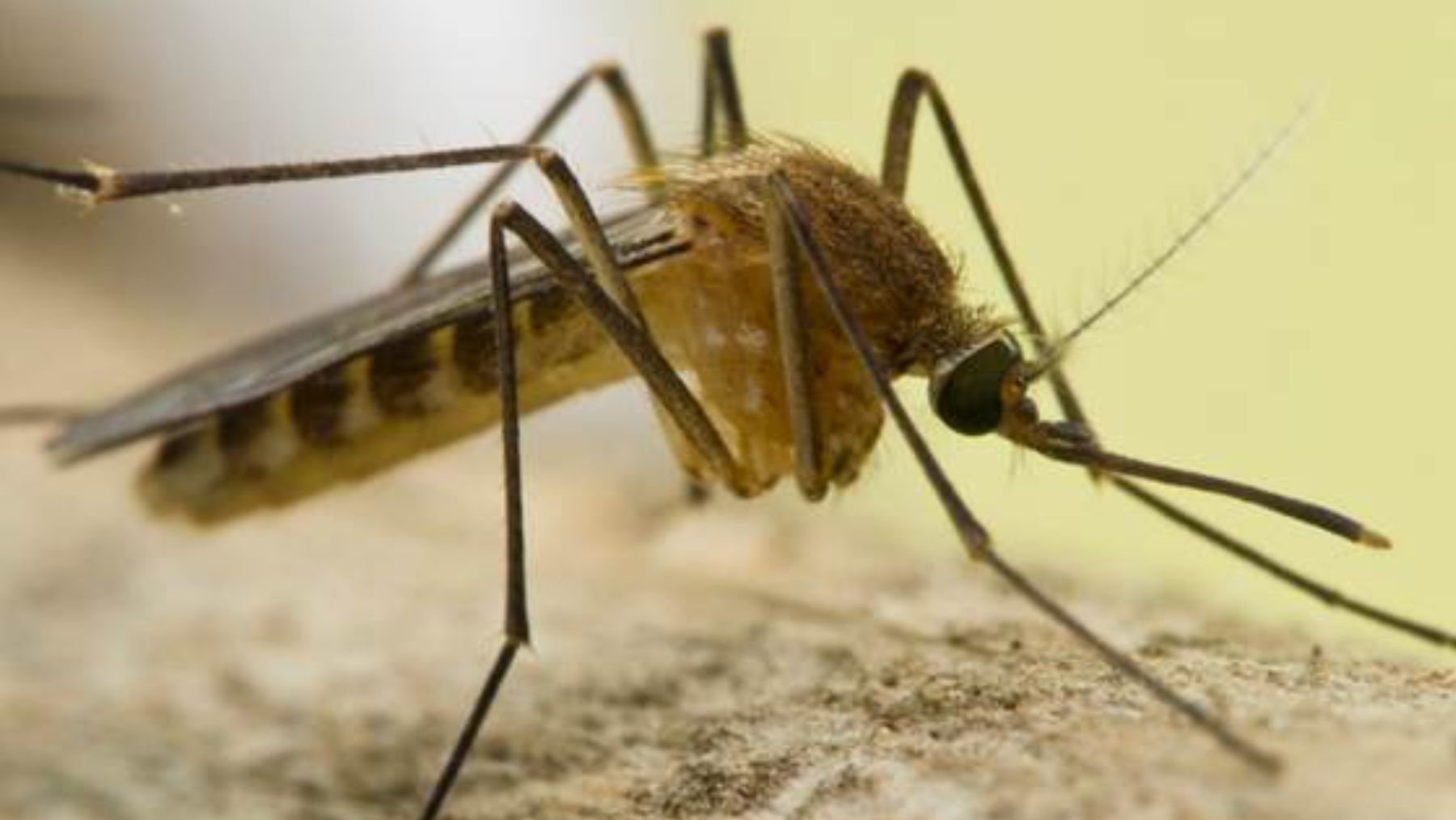 Mosquito del género ‘Culex’. Foto: ISTOCK.