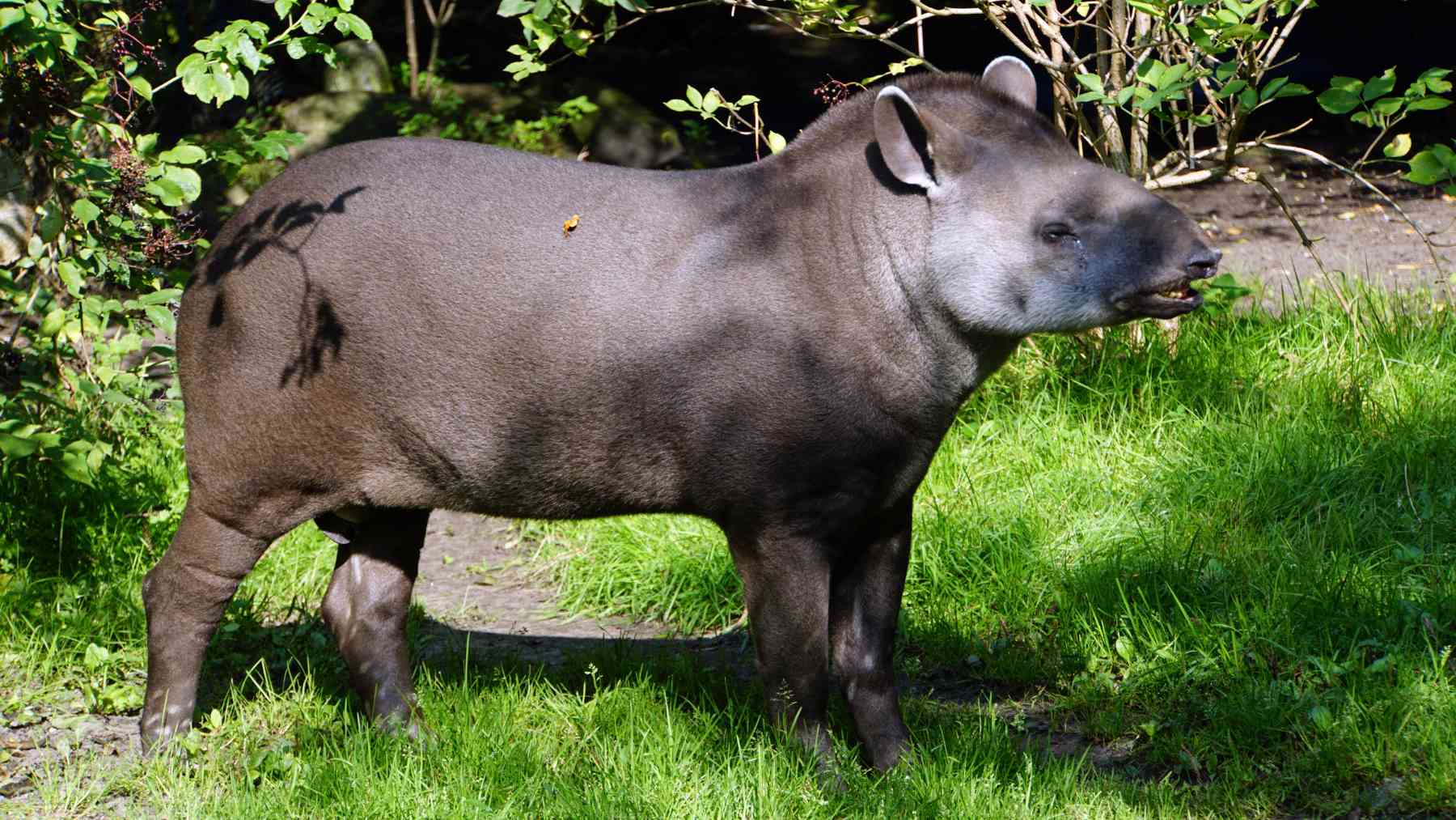 Tapir sudamericano.