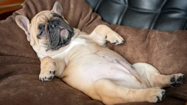 Dónde duermen los perros, perro dormido,