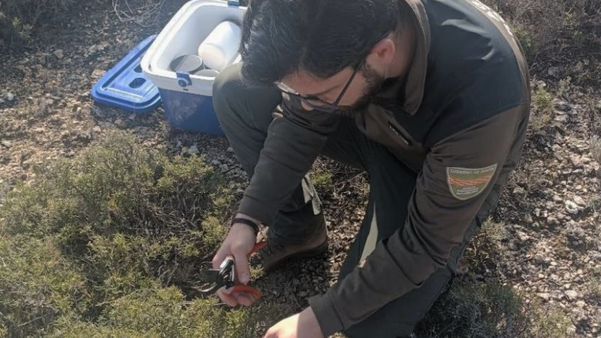 Un agente de protección de la Naturaleza recogiendo muestras de humedad (Foto: Gobierno de Aragón)