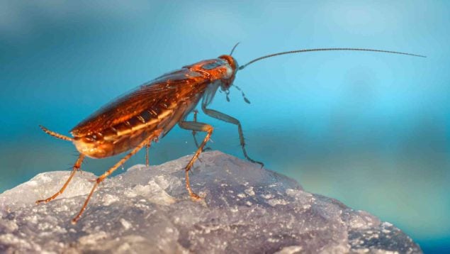 Cucaracha sin cabeza